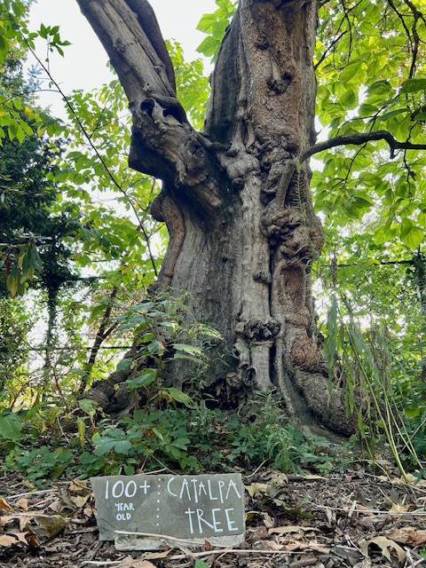 Northern Catalpa tree at Stenton with sign