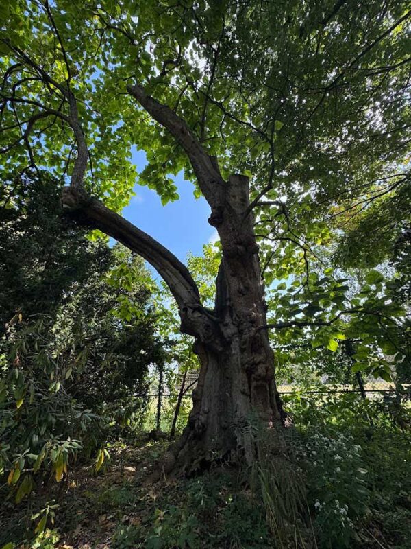 Northern Catalpa tree at Stenton